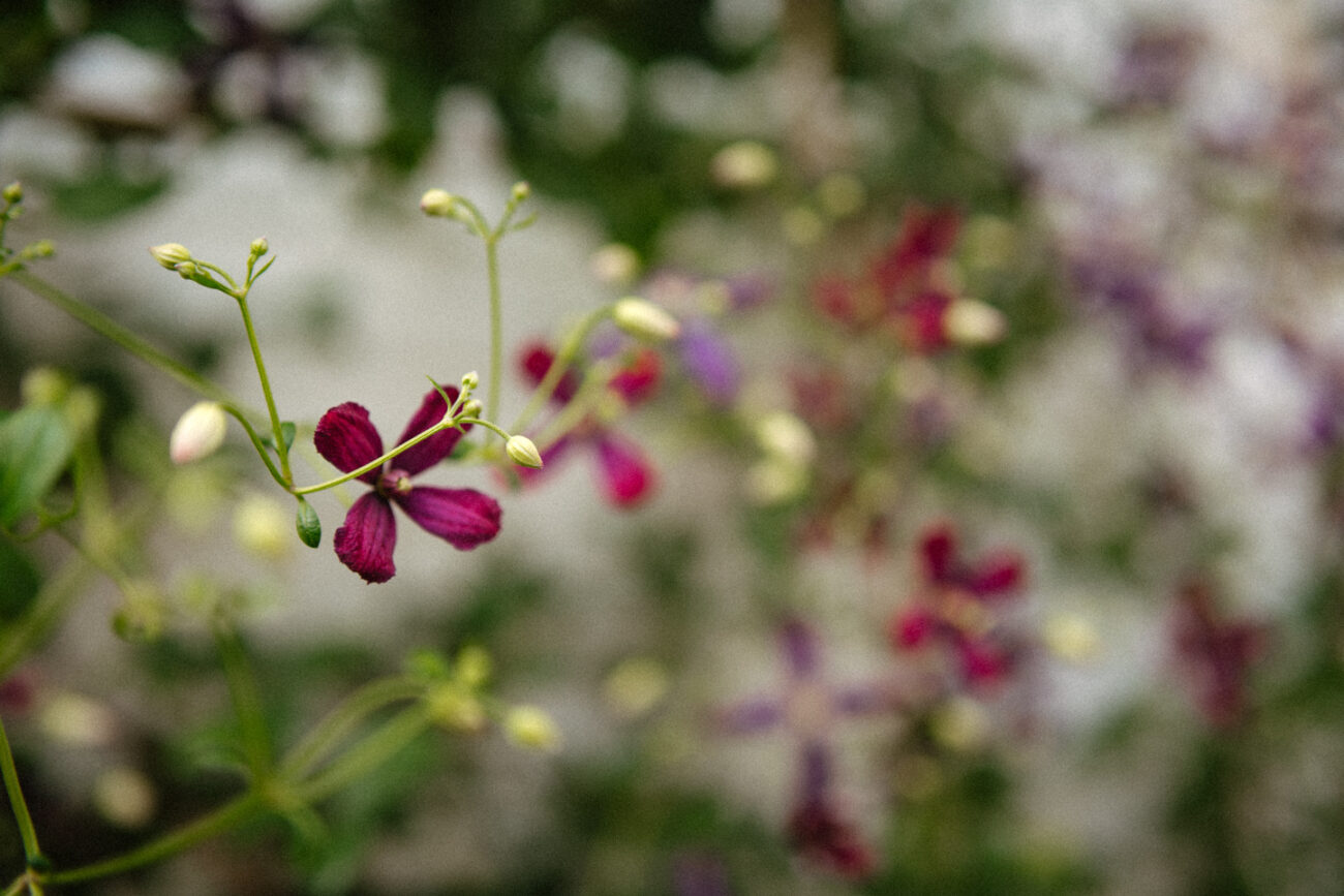 Garten Osteopathie Ottensen Altona