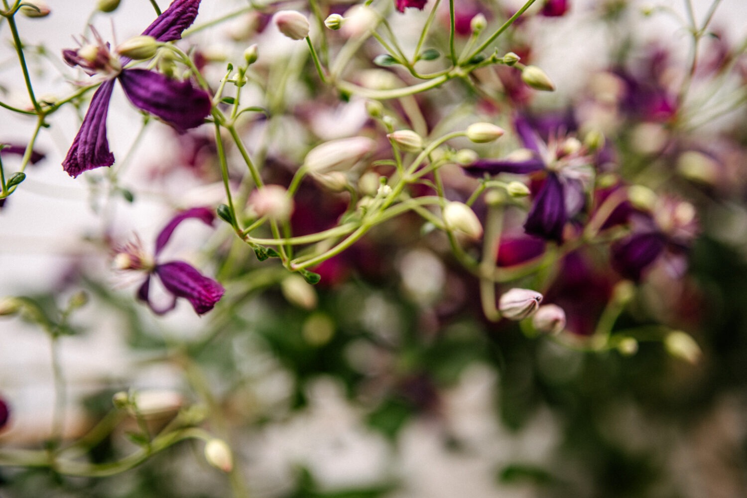 Garten Osteopathie in Ottensen