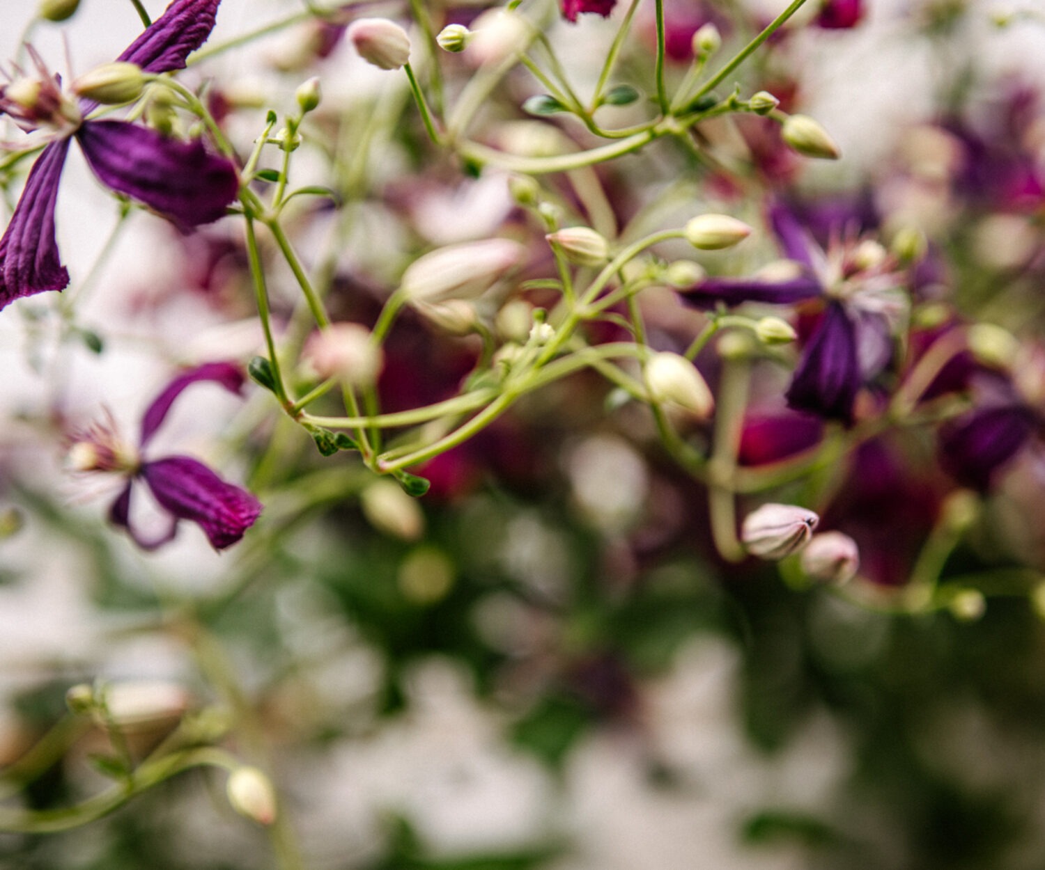 Garten Osteopathie in Ottensen